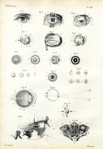 Organ of Seeing, 1863-79 by Raimundo Petraroja